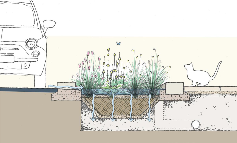 Suds rain garden detail